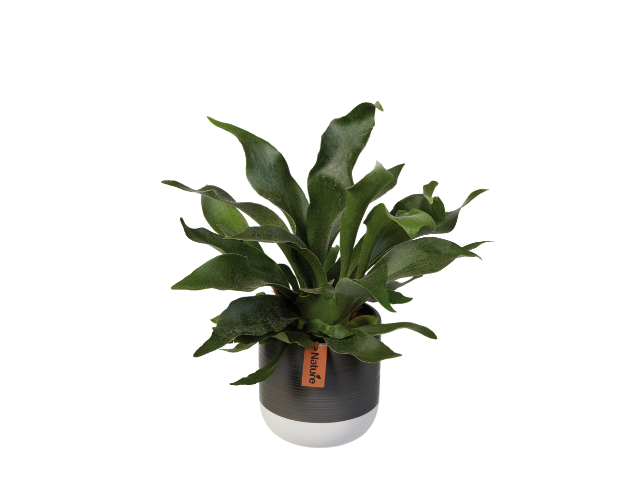 Fern plant in a dark grey pot, Nature brand.