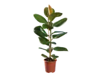 Rubberplant in pot.