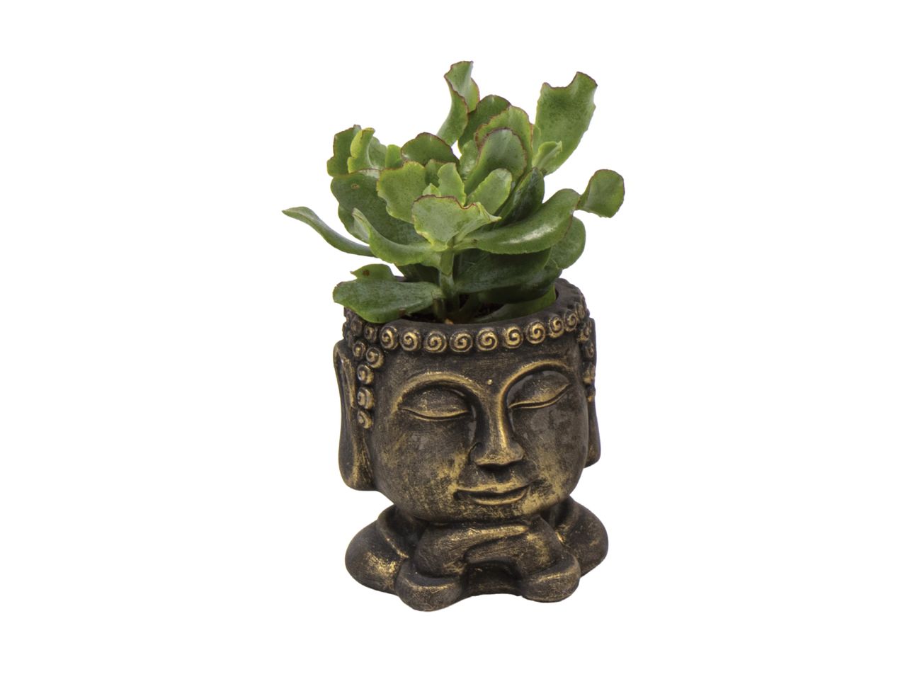 En sukkulent plante i en Buddha-formet potte.