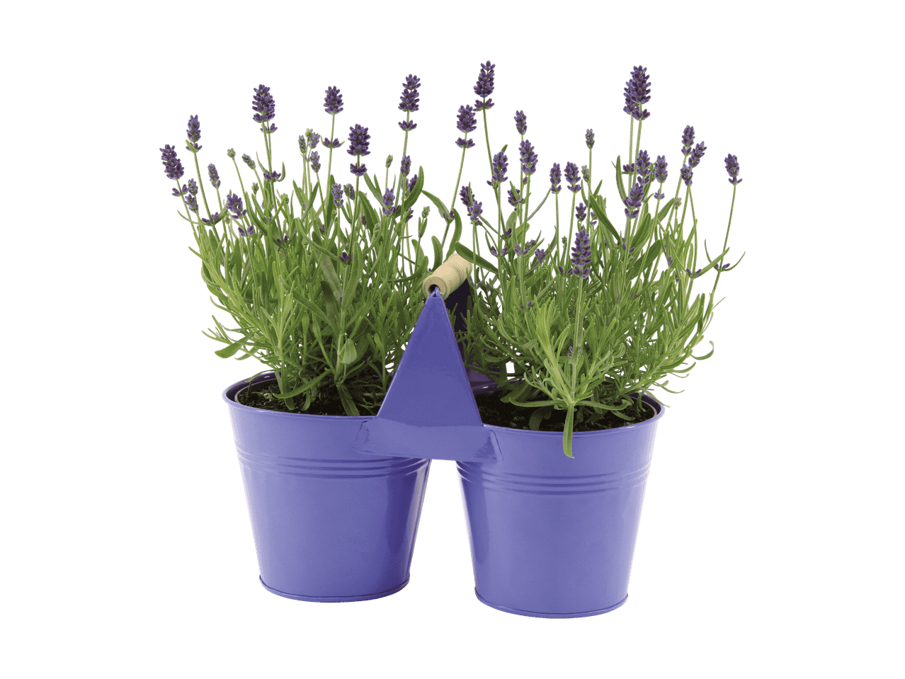 Deux pots de lavande violets dans un support assorti avec une poignée en bois.