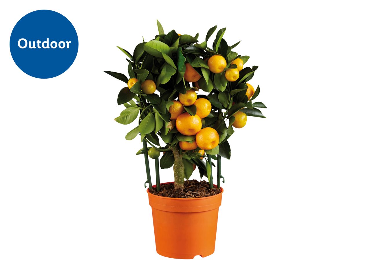 Potted citrus plant with ripe oranges and green leaves, labeled 'Outdoor'.