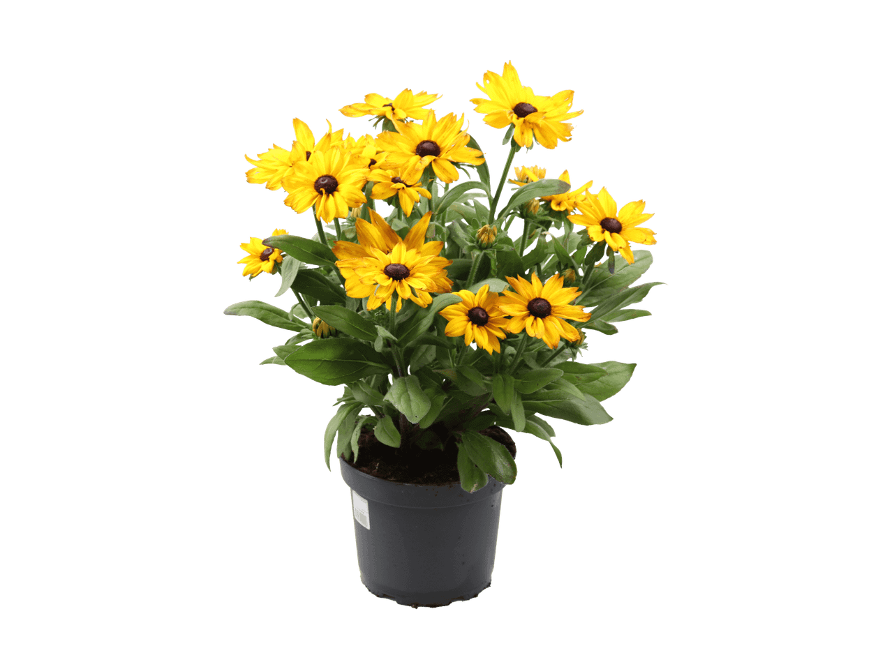 En potte med gule rudbeckia-blomster med mørkebrune centre og grønne blade.