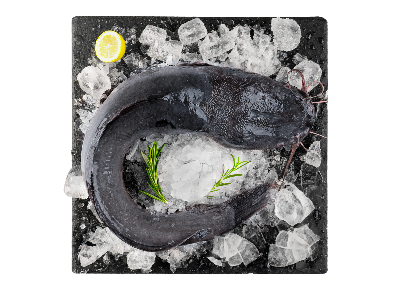 Šviežia šamas ant ledo su citrina ir rozmarinu.