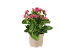 Planta de Kalanchoe em vaso rosa.