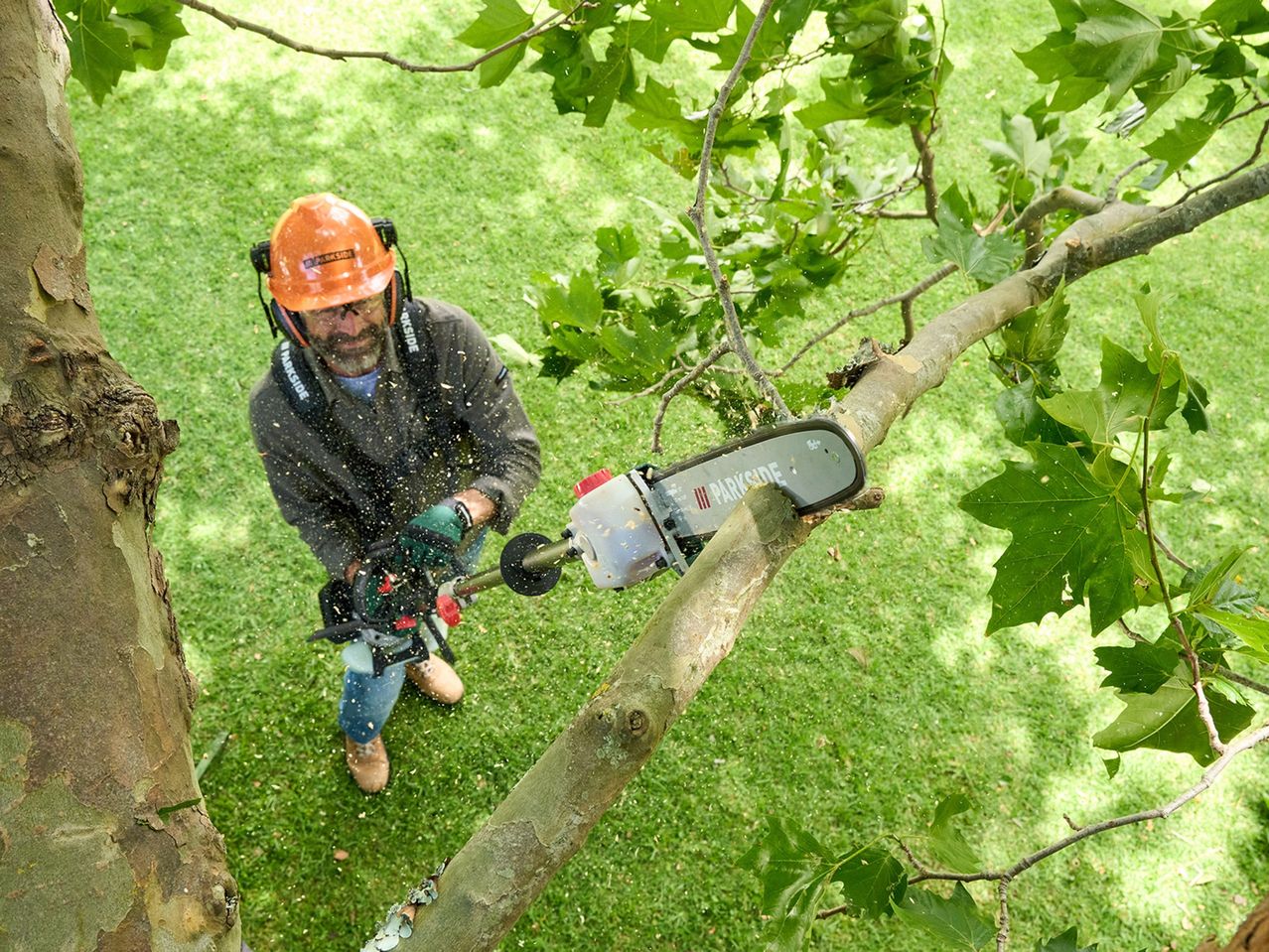 Ένας άνδρας χρησιμοποιεί ένα αλυσοπρίονο Parkside για να κλαδέψει ένα δέντρο, με πριονίδι να πετάγεται στον αέρα.