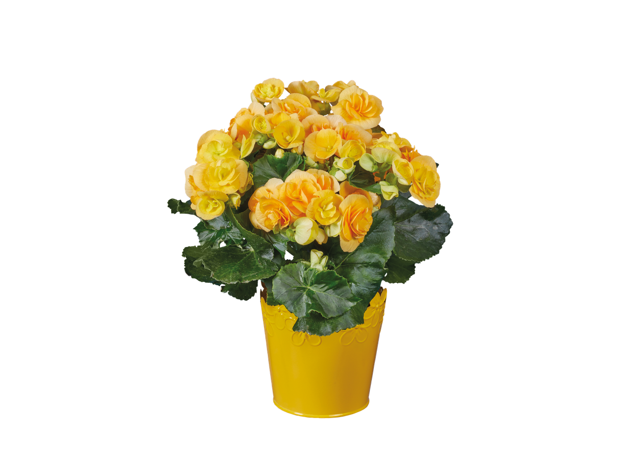 Yellow begonias in a yellow pot.