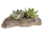 Δύο παχύφυτα Echeveria σε μια πέτρινη γλάστρα.
