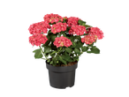 Een roze hortensia in een grijze pot.