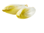Twee verse, bleke witloofstronkjes met geelwitte bladeren.