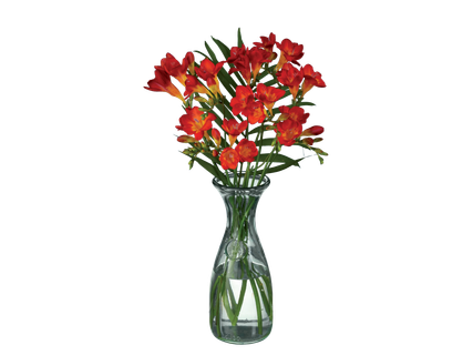 Buchet frezii