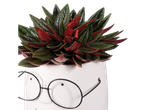 Peperomia rosso em vaso com formato de rosto e óculos.