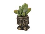 En lille sukkulent plante i en Buddha-formet potte.