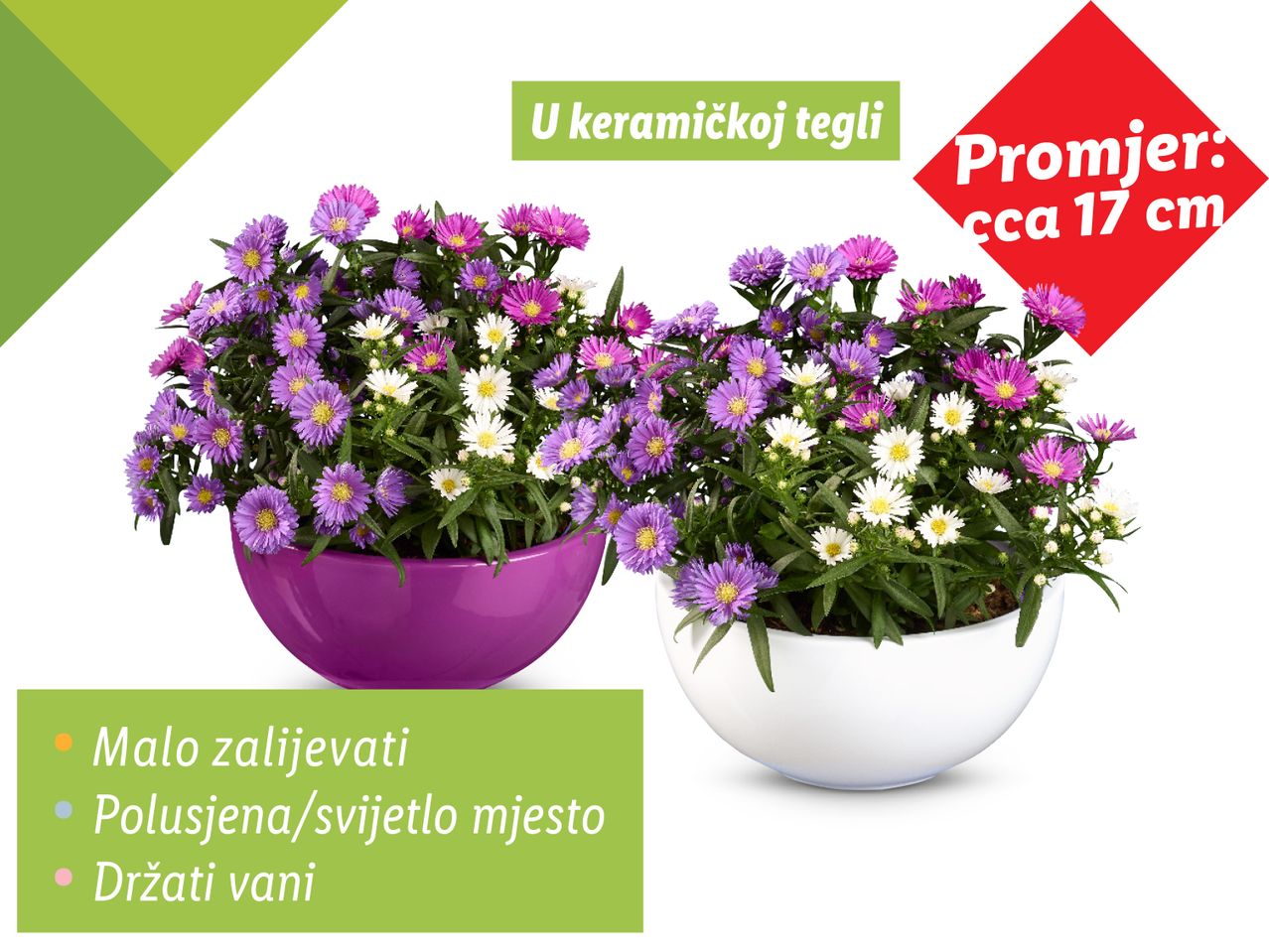 Dvije saksije s asterima u keramičkim teglima promjera 17 cm.