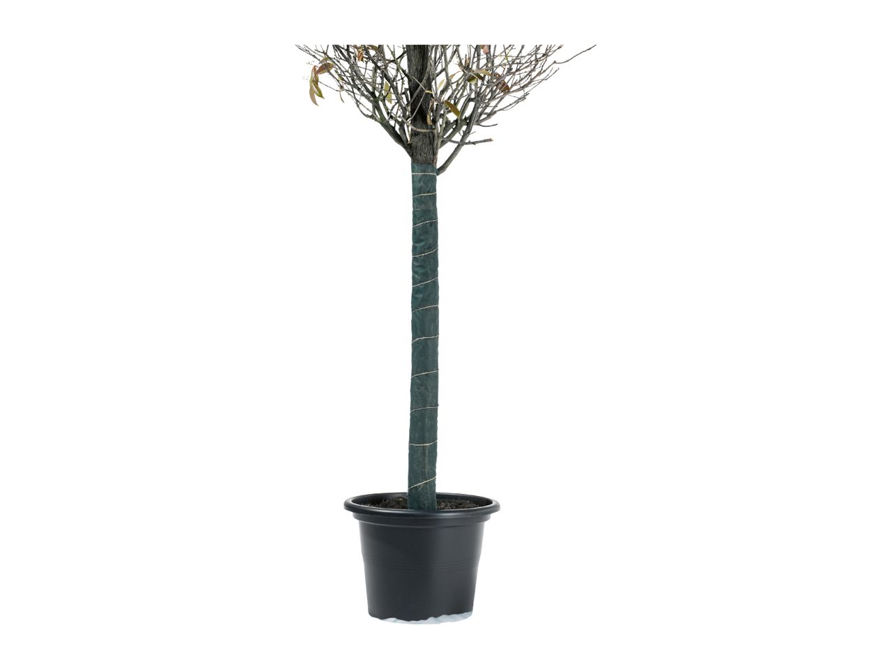 Potted tree with wrapped trunk