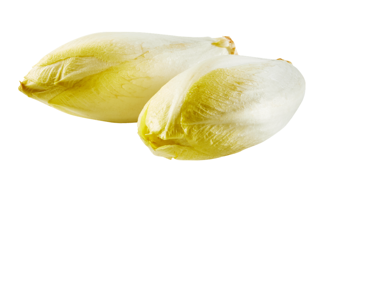 Twee verse, bleke witloofstronkjes met geelwitte bladeren.