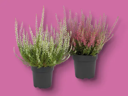 Heidekraut (Calluna vulgaris)