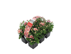 Pot met roze chrysanten in een verpakking met handvat.