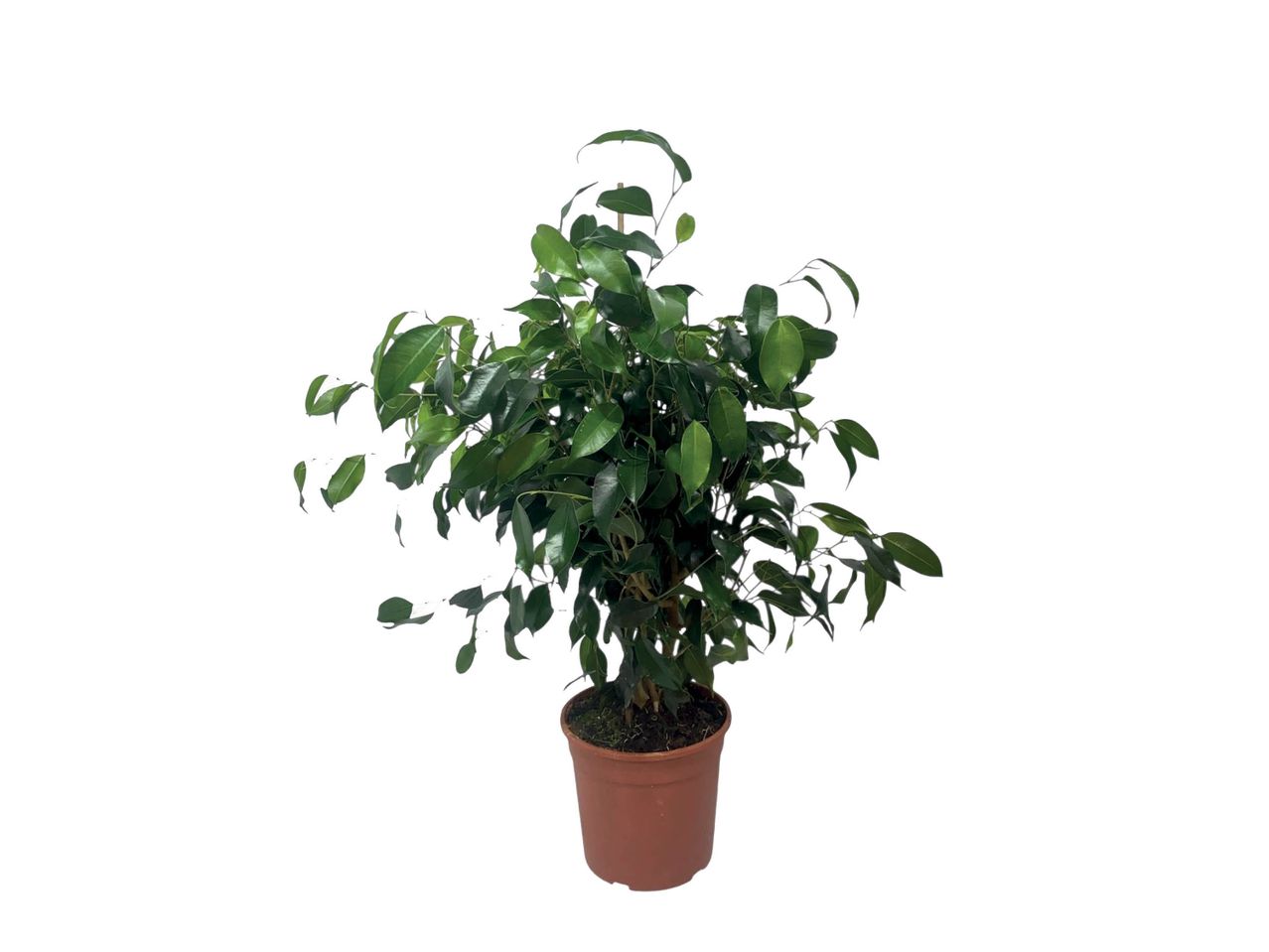 Pianta di Ficus in vaso.