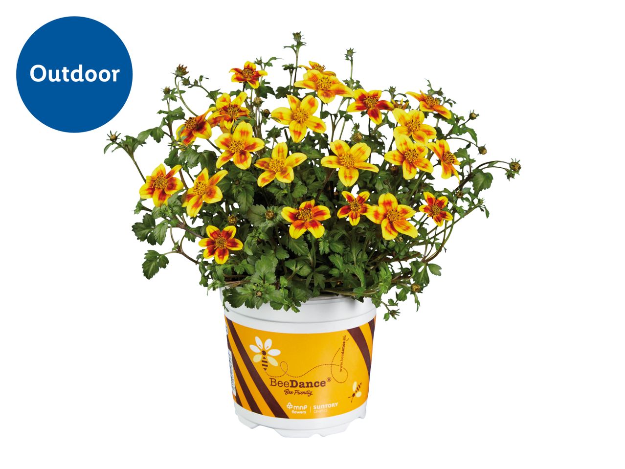 Outdoor potted plant with yellow and red flowers, labeled 'Bee Friendly'.