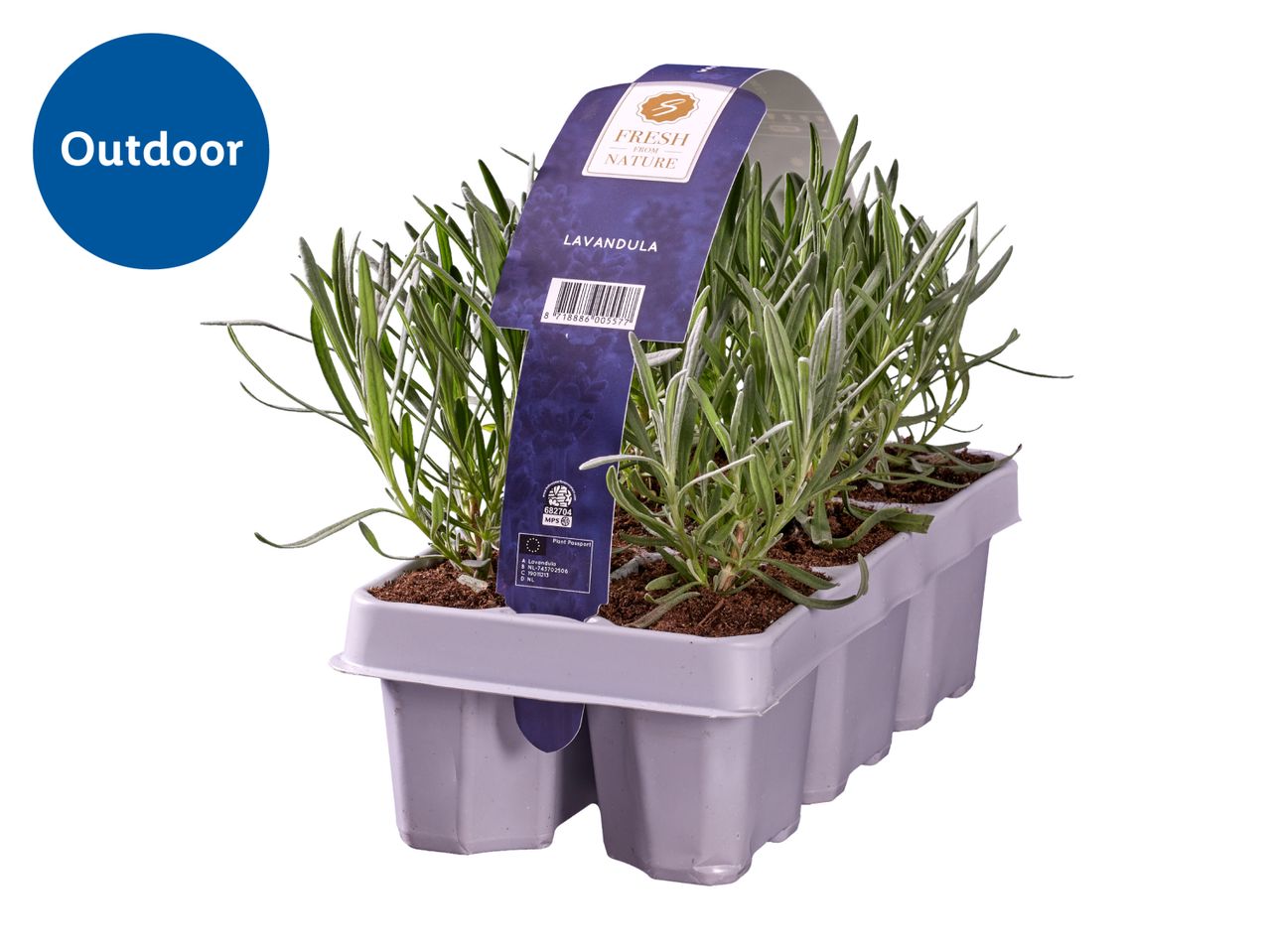 Tray of lavender plants with a label indicating 'Outdoor' and 'Lavandula'.