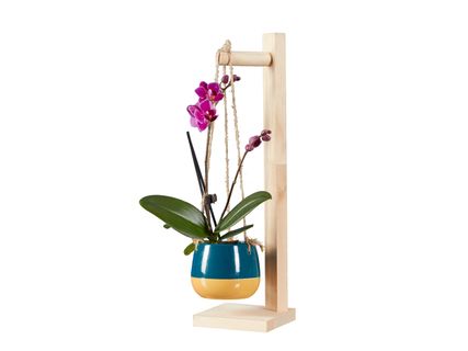 Dekoratív mini orchidea*