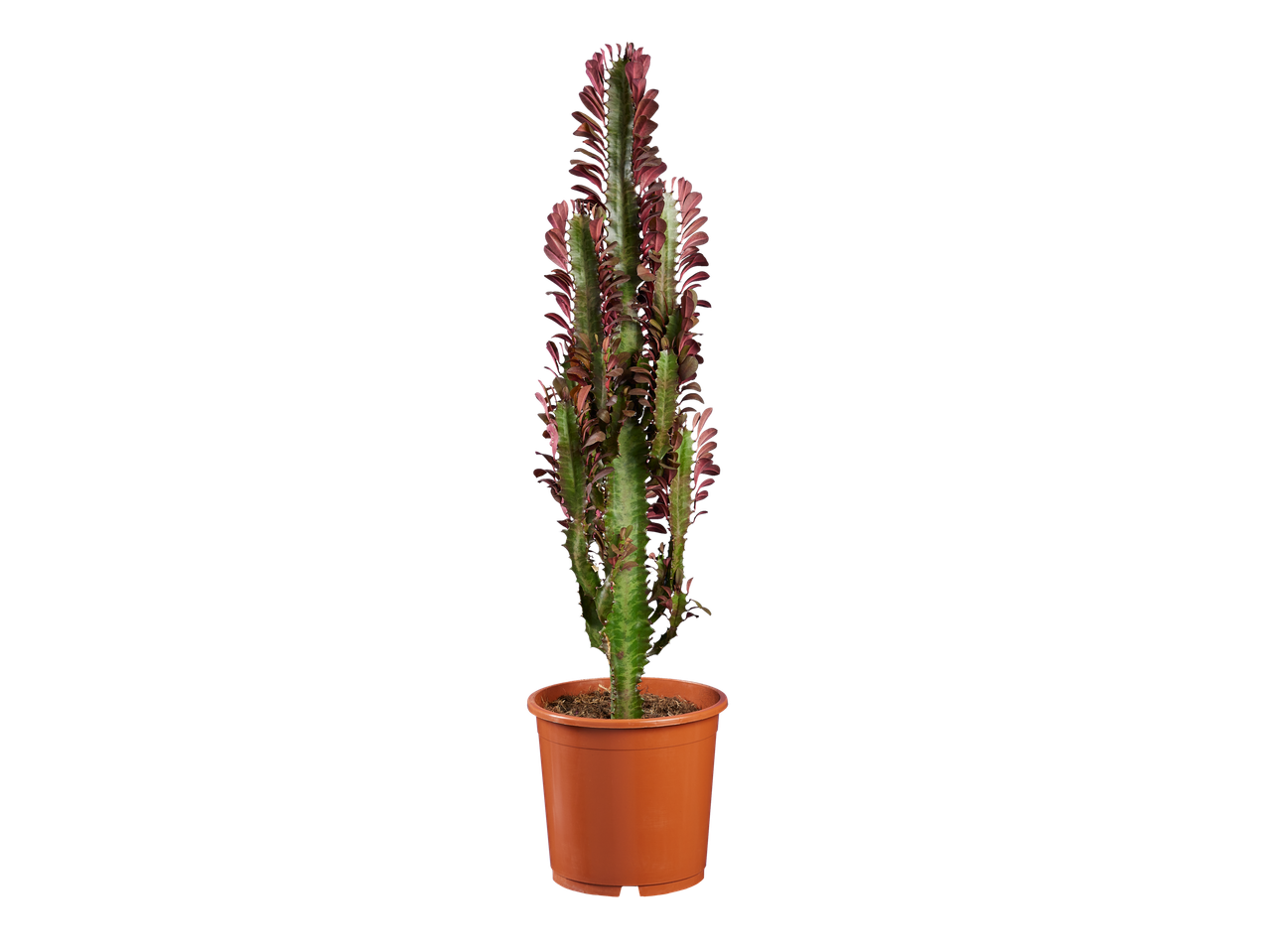 Euphorbia-cactusplant in een bruine pot.