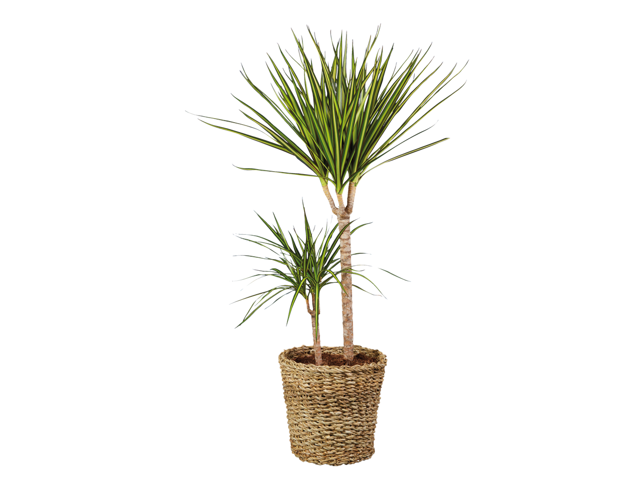 Dracaena plant met groene en gele bladeren in een gevlochten pot.