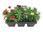 Tray of red, purple, and white calibrachoa flowers