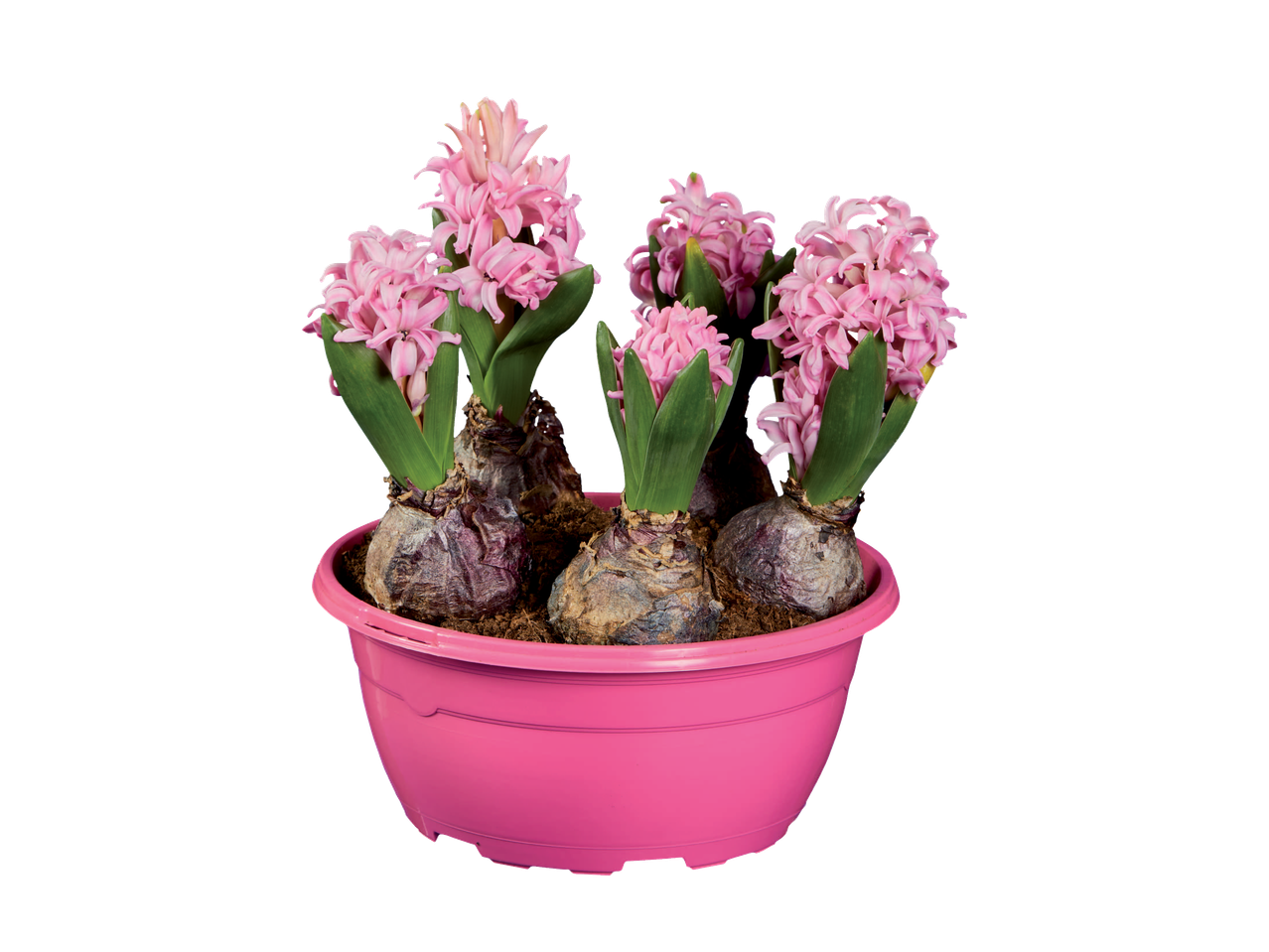 Pink hyacinth flowers in a pink planter, showcasing the bulb planter product.