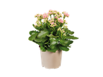 Uma planta Kalanchoe rosa em um vaso bege.