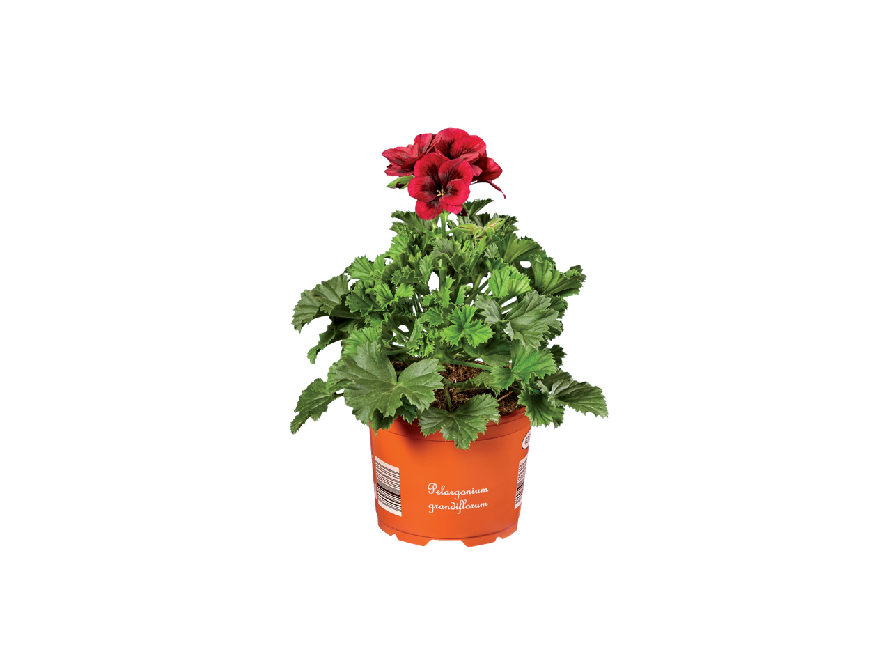 English Geranium with red flowers and green leaves in an orange pot, labeled 'Pelargonium grandiflorum'.