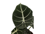 Grandes folhas verde-escuras com nervuras brancas de uma planta Alocasia.