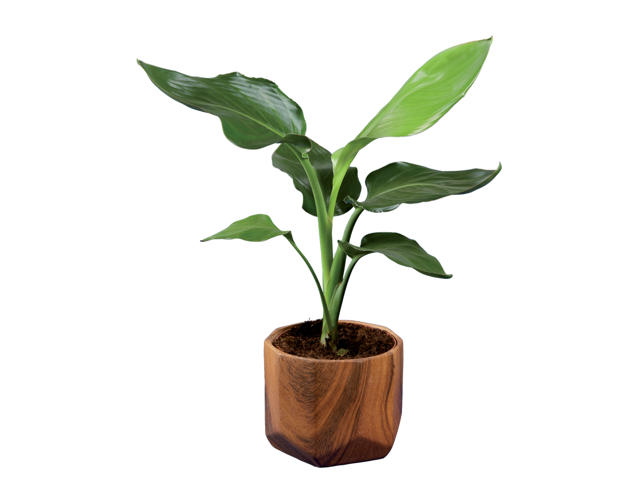 Paradijsvogelplant in een houten pot.