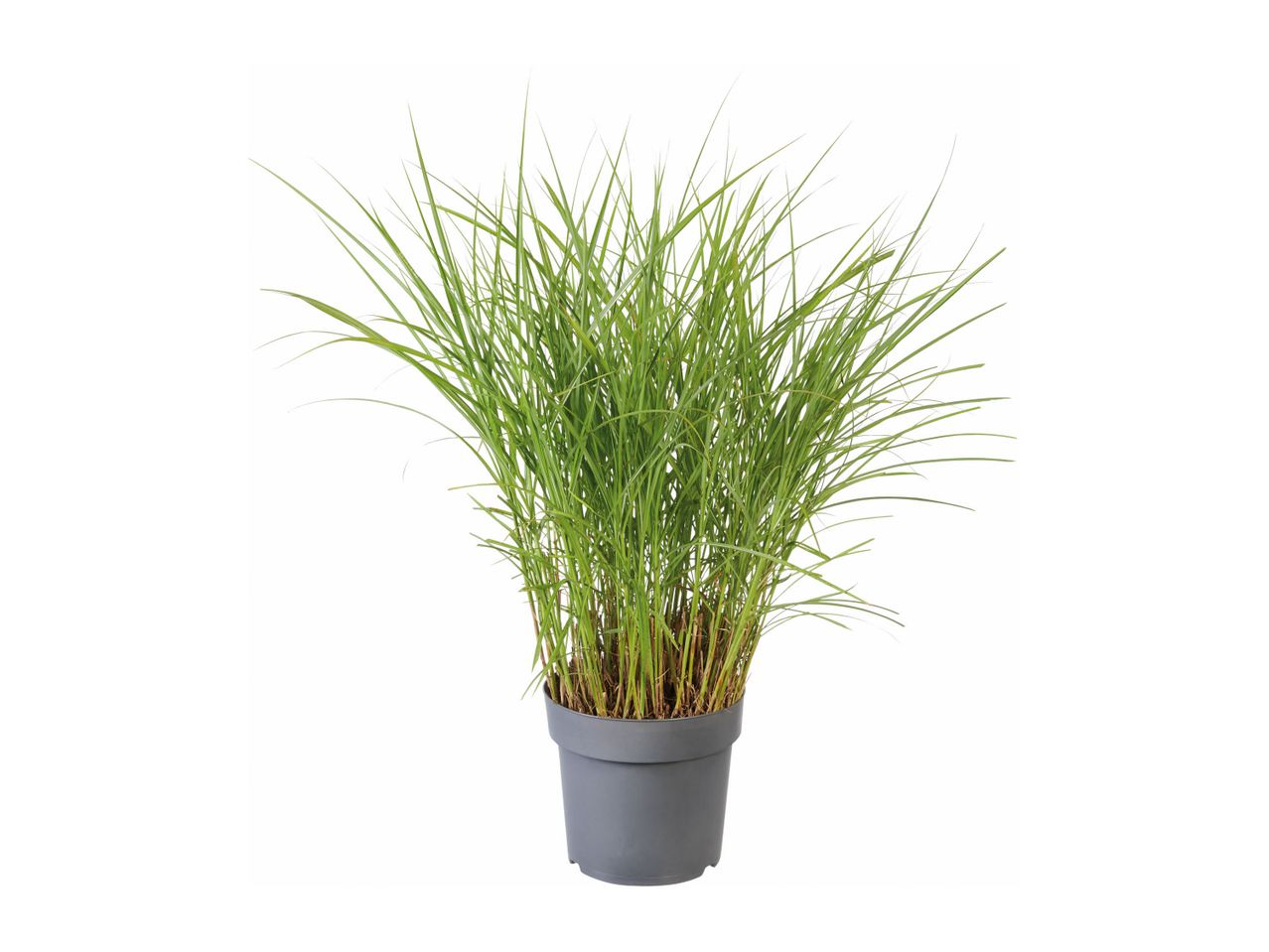 Go to full screen view: Pennisetum Grass - Image 1