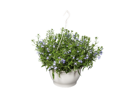 Suspension plantes fleuries
