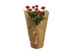 Red roses in a burlap wrap with a brown tag featuring a tree design.