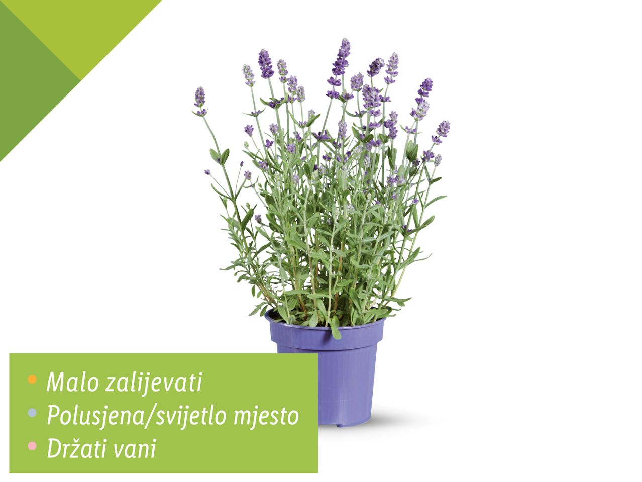 Lavanda u ljubičastom loncu, spremna za sadnju.