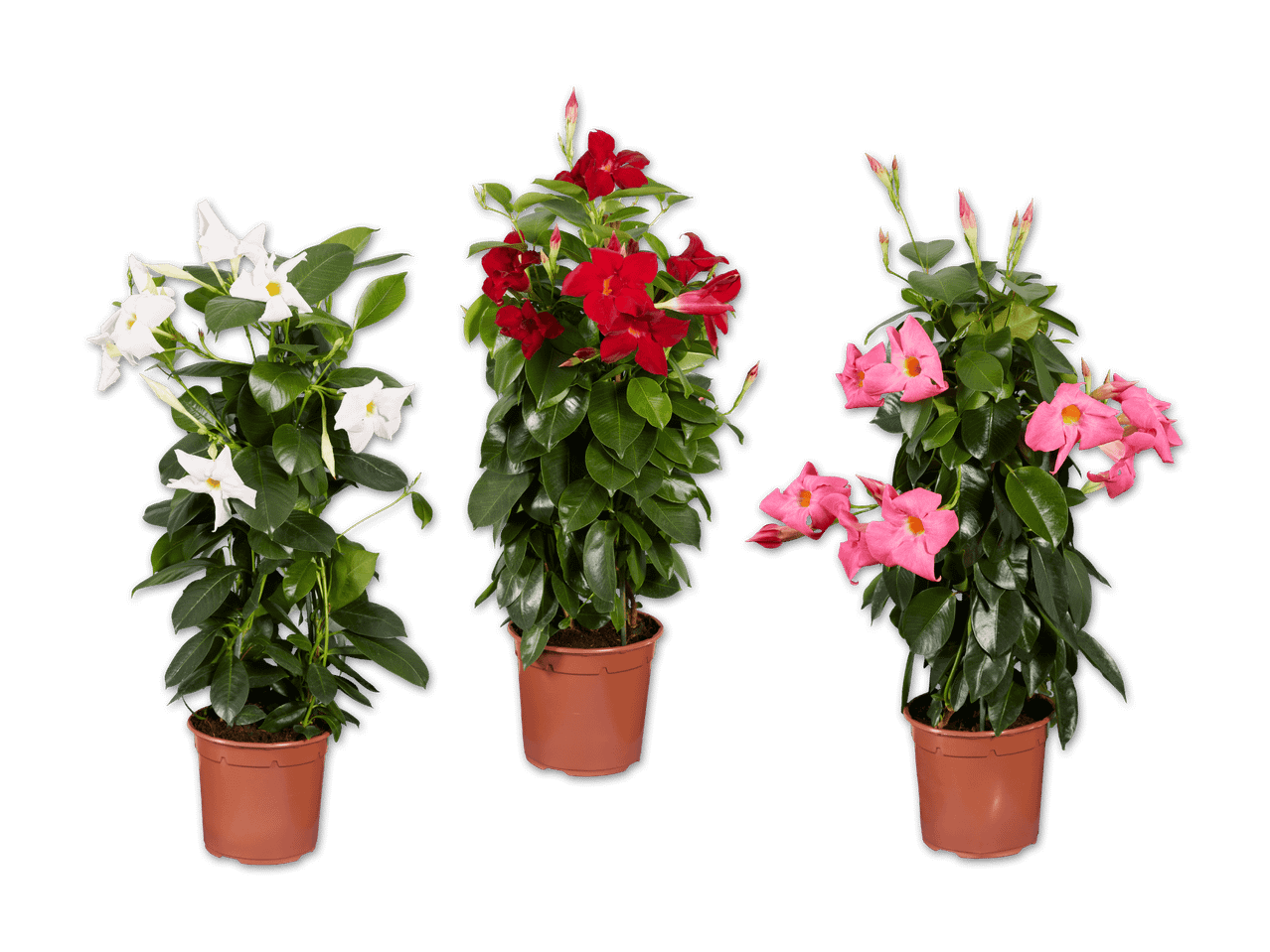 Drei Mandevilla-Pflanzen in Töpfen: weiß, rot und rosa blühend.