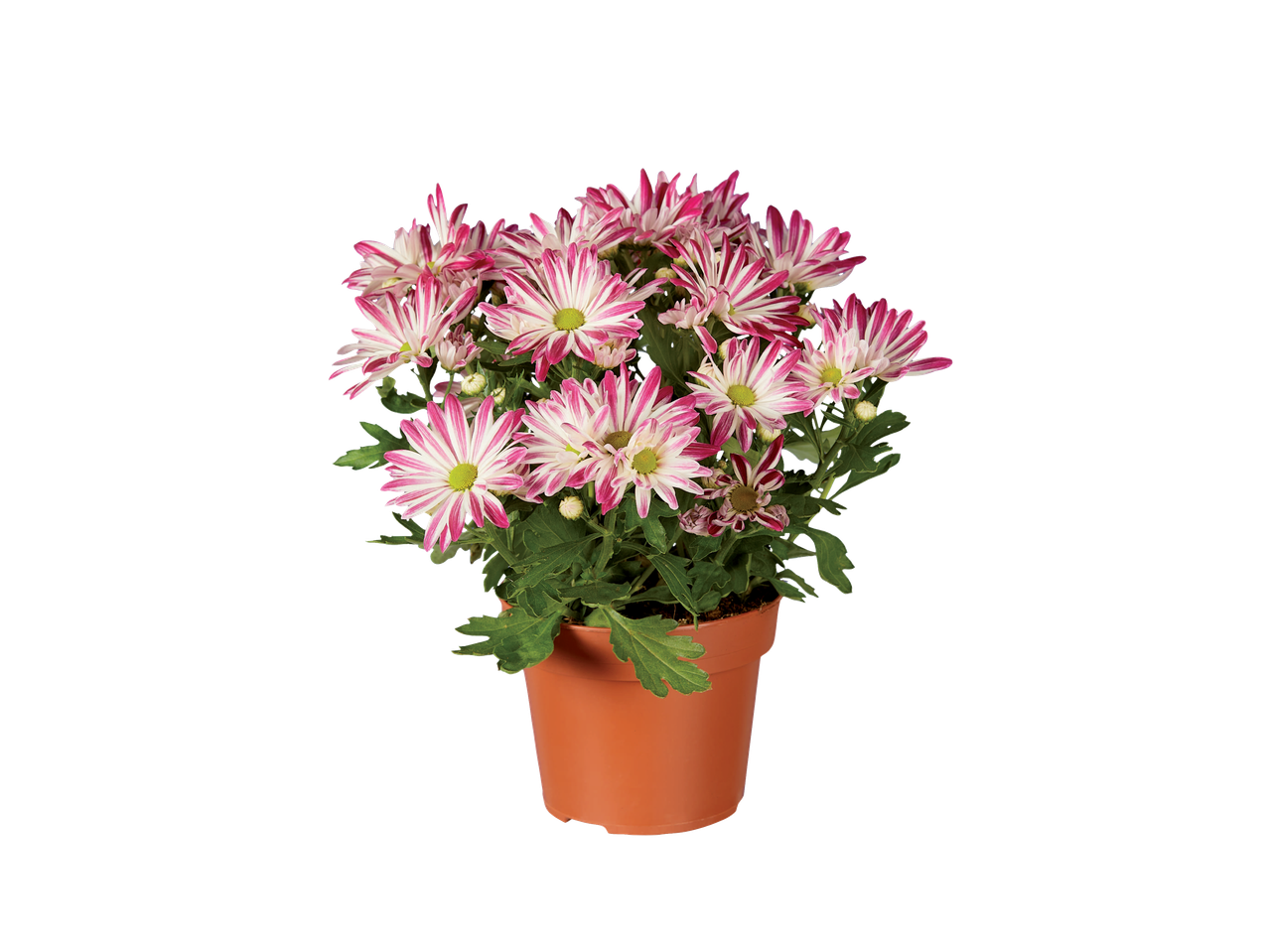 Een gepotte plant met mooie, tweekleurige chrysantenbloemen.