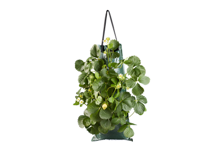 Aardbeien in wandhanger