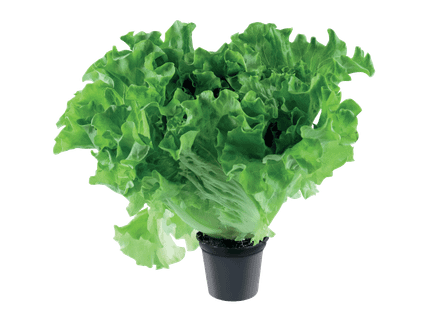 Lollo salat potis