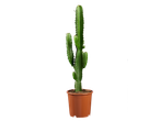 Een Euphorbia-cactus in een bruine pot op een zwarte achtergrond.