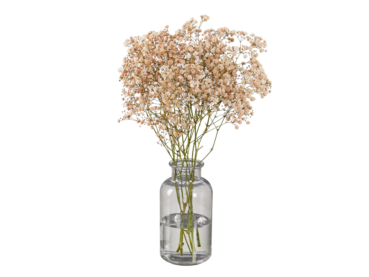 Persikų spalvos gipsofilija stiklinėje vazoje su vandeniu