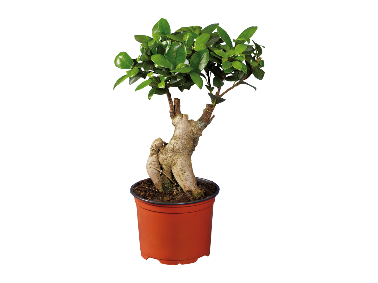 Ficus Ginseng o Pachira