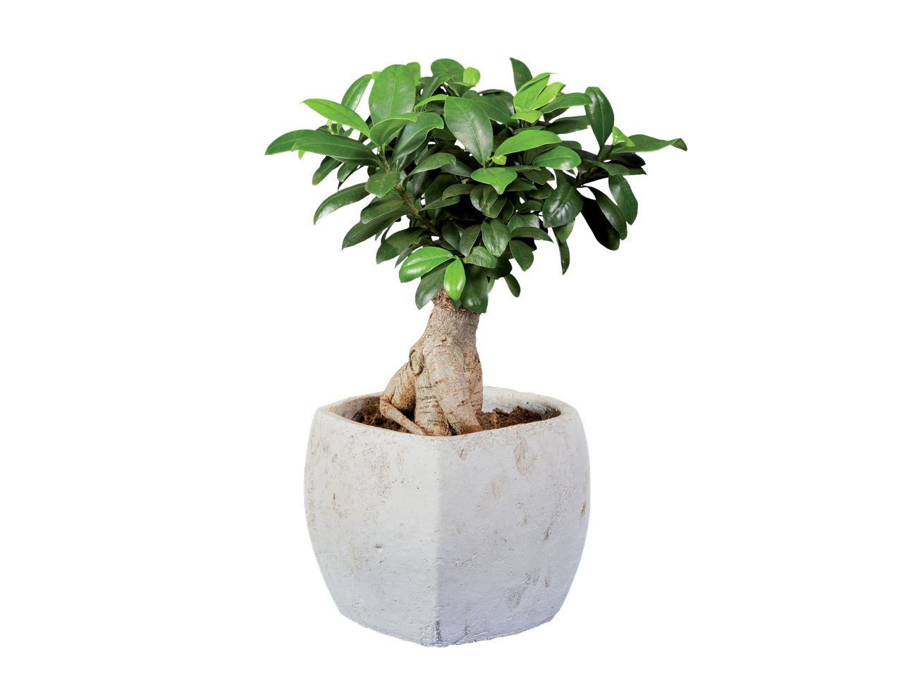 Ficus bonsai plant with green leaves in a white ceramic pot