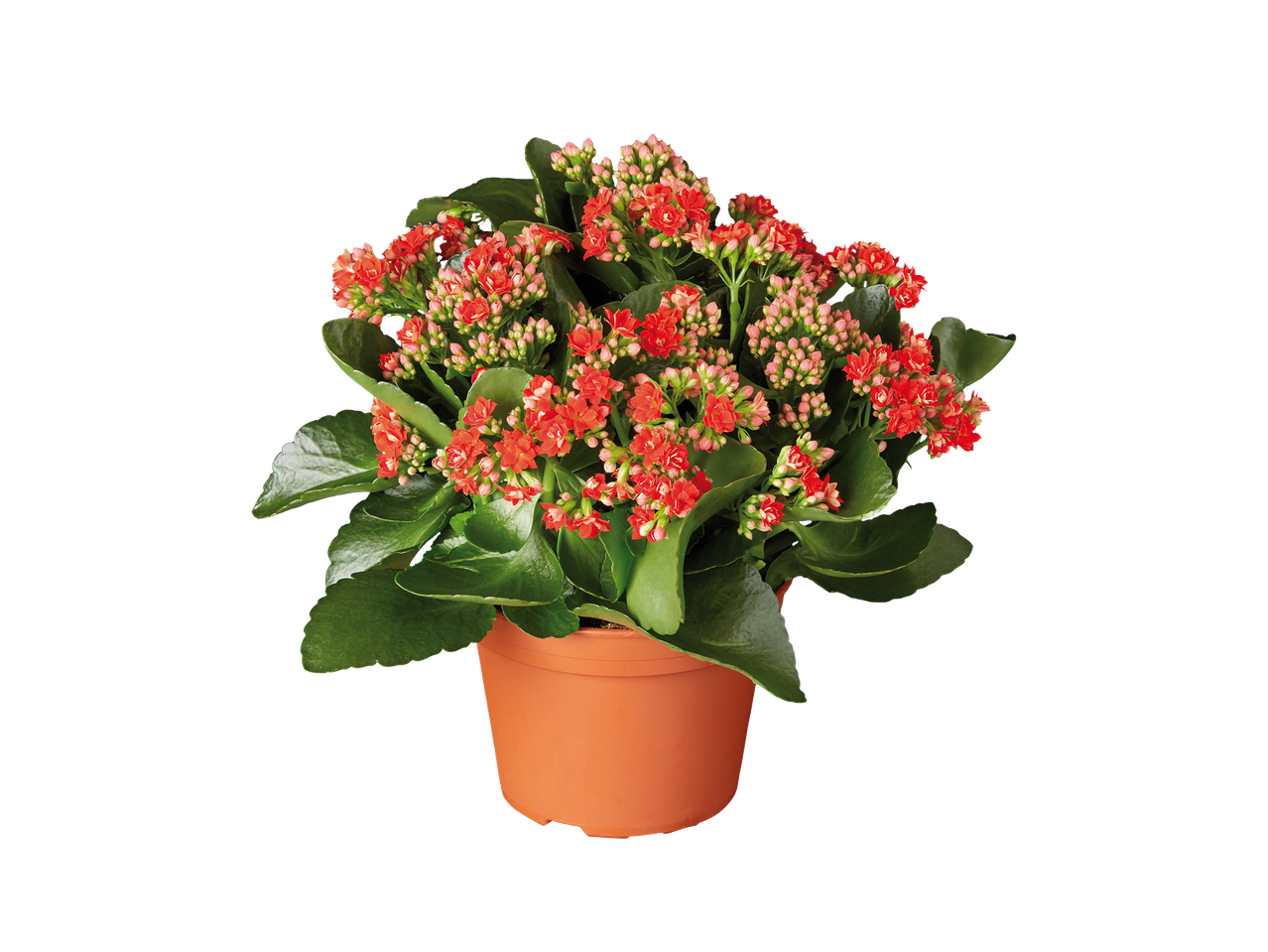 Plante en pot avec des fleurs rouges et des feuilles vertes sur fond noir.