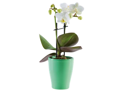 Mini orchidea kerámiában*
