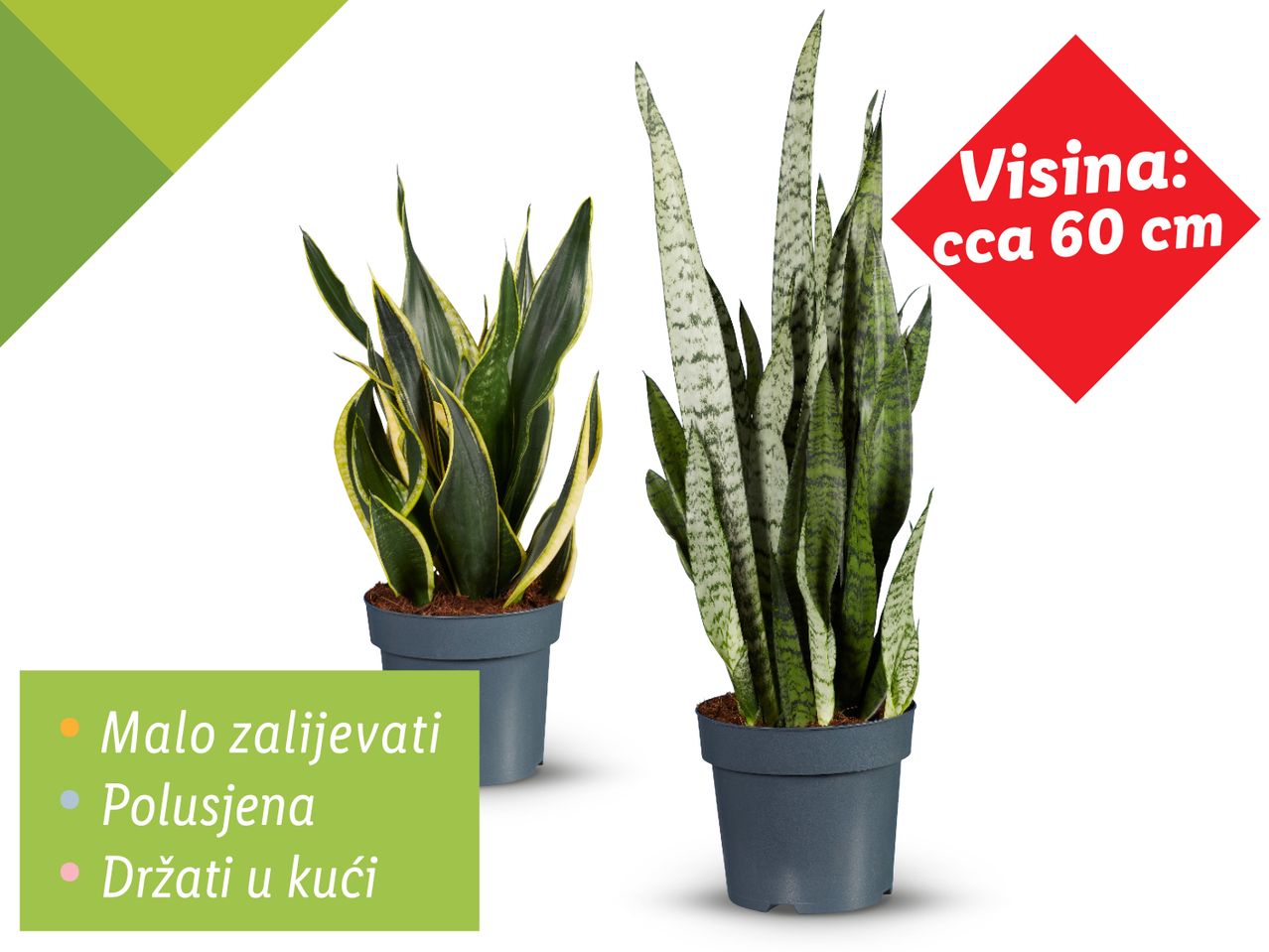 Dvije sanseverije, visine cca 60 cm, u tamnosivim teglićima.