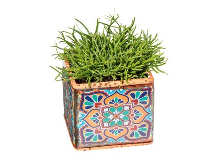 Szukkulensek Casablanca-stílusú kerámiában*