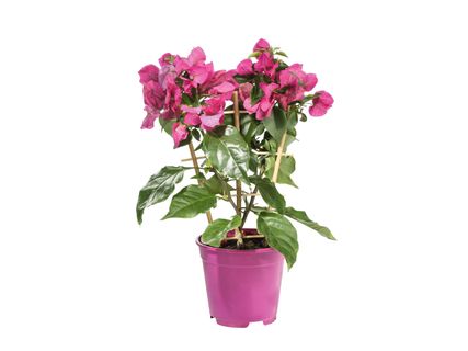 Törzses bougainvillea*